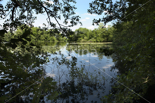 Friese Veen