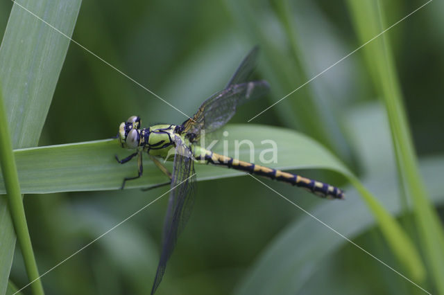 Gaffellibel (Ophiogomphus cecilia)