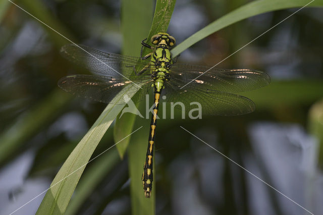 Gaffellibel (Ophiogomphus cecilia)