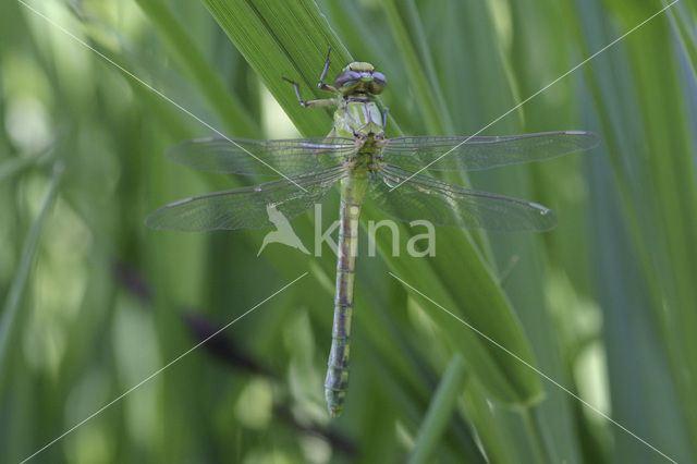 Gaffellibel (Ophiogomphus cecilia)