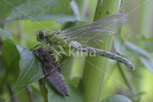 Snaketail (Ophiogomphus cecilia)