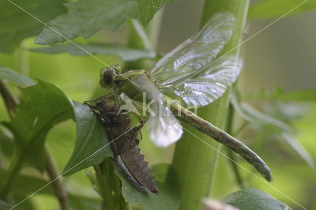 Gaffellibel (Ophiogomphus cecilia)