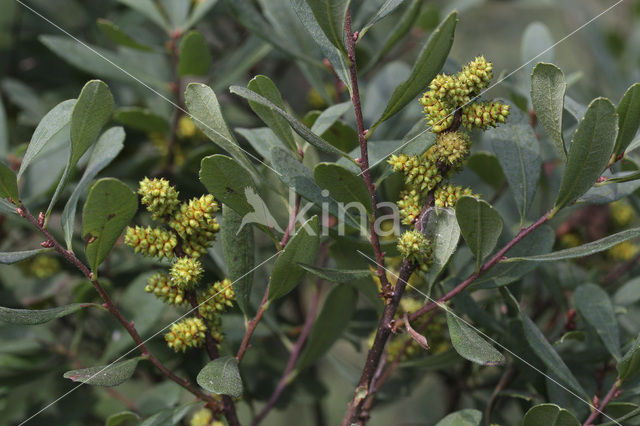 Gagel (Myrica)