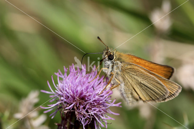 Geelsprietdikkopje (Thymelicus sylvestris)