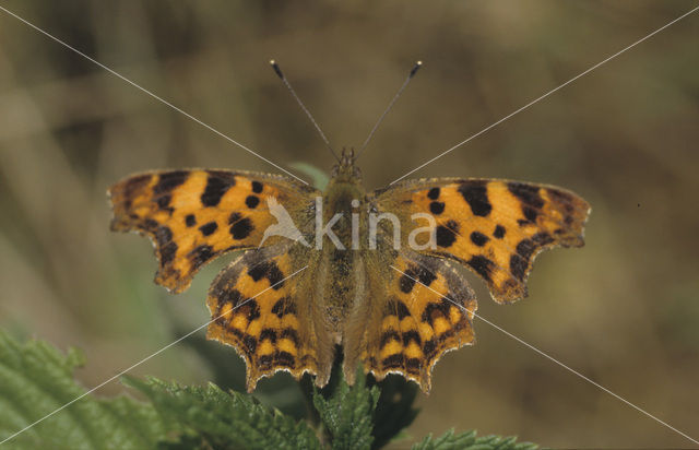 Comma (Polygonia c-album)