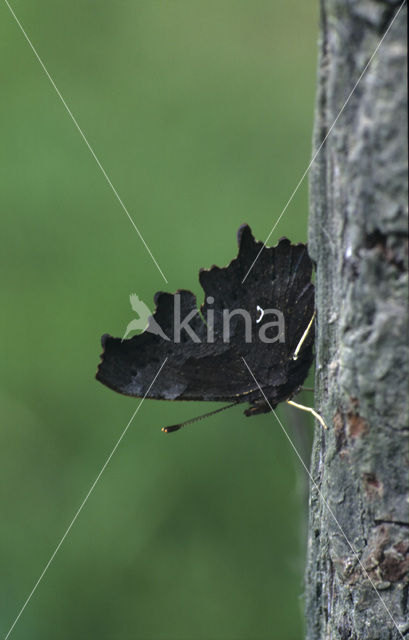 Comma (Polygonia c-album)