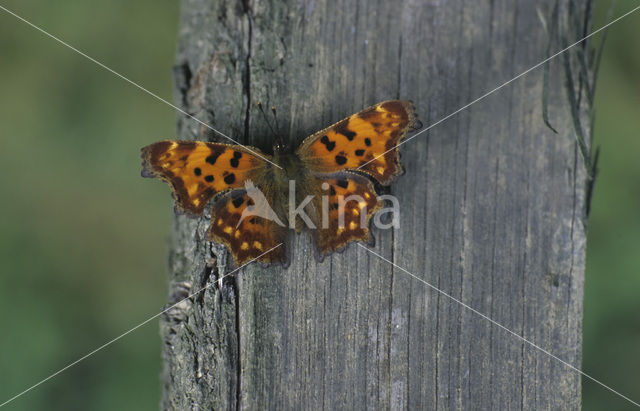 Comma (Polygonia c-album)