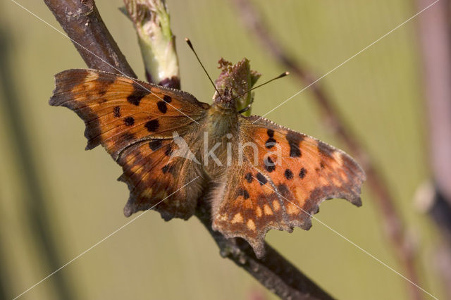 Comma (Polygonia c-album)