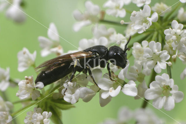 Hylaeus cornutus
