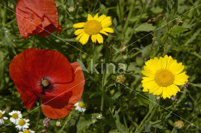 Gele ganzenbloem (Chrysanthemum segetum)