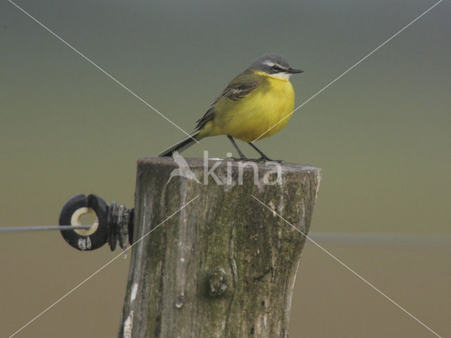 Yellow Wagtail (Motacilla flava)