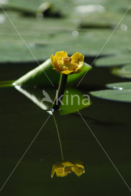 Gele plomp (Nuphar lutea)