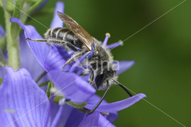 mining bee (Andrena angustior)