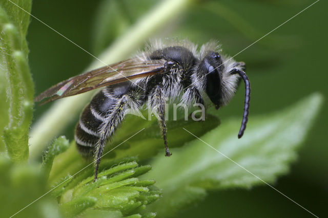 Geriemde zandbij (Andrena angustior)