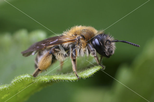 Geriemde zandbij (Andrena angustior)