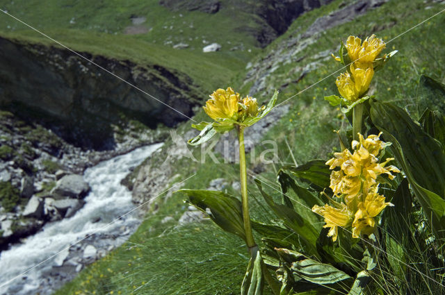Spotted gentian (Gentiana punctata)