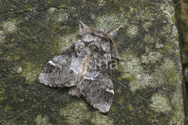 Gestreepte tandvlinder (Drymonia dodonaea)