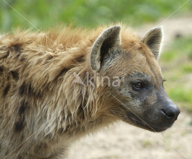 Spotted hyena (Crocuta crocuta)