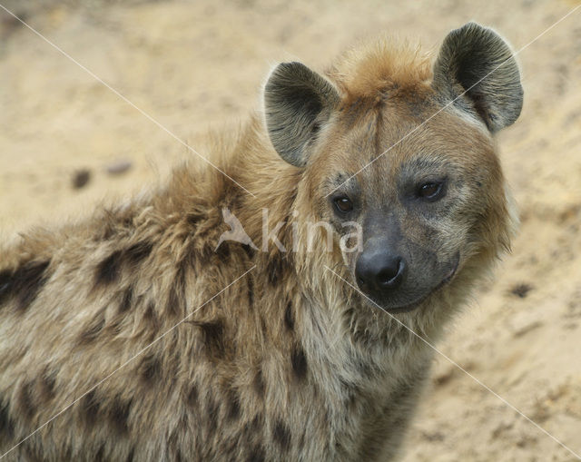 Spotted hyena (Crocuta crocuta)