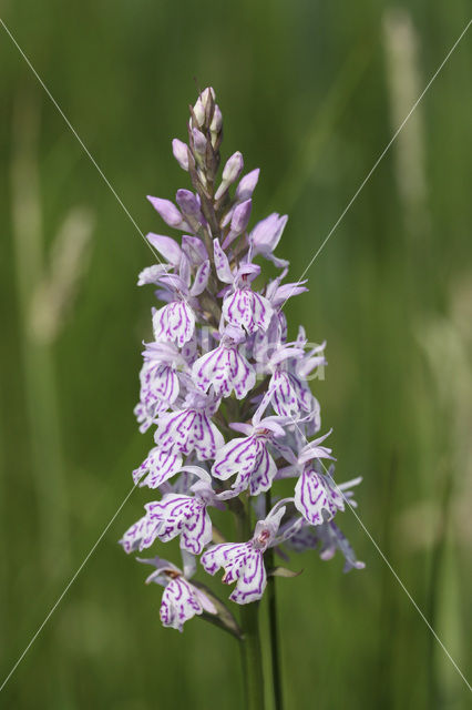 Spotted orchid (Dactylorhiza maculata)