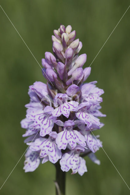 Gevlekte orchis (Dactylorhiza maculata)