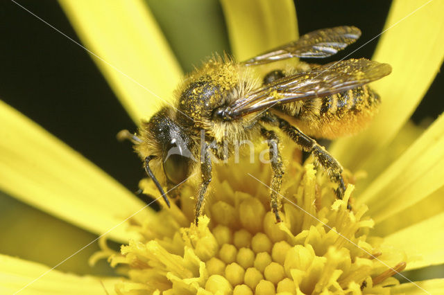 leaf-cutter bee (Megachile versicolor)