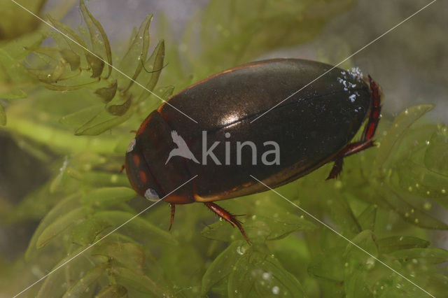 Ilybius fuliginosus