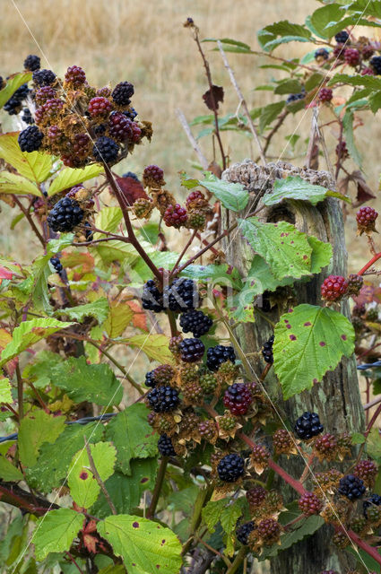 Gewone braam (Rubus fruticosus)