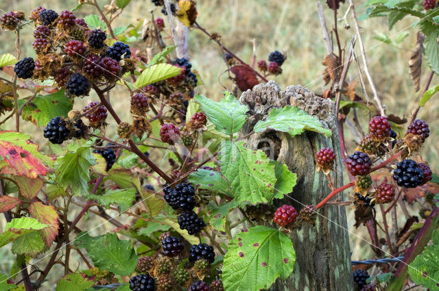 Gewone braam (Rubus fruticosus)