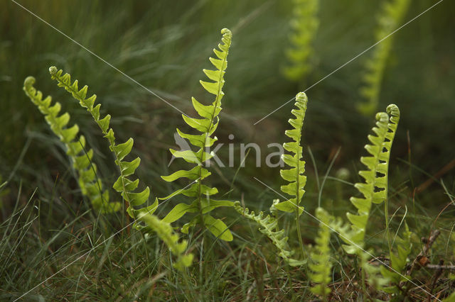 Gewone eikvaren (Polypodium vulgare)