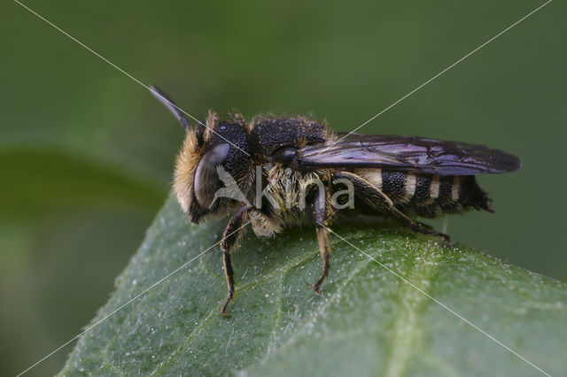 Gewone kegelbij (Coelioxys inermis)