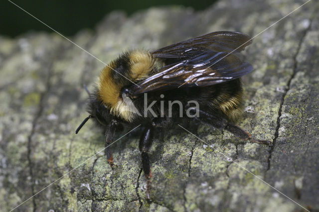 Gewone koekoekshommel (Bombus campestris)