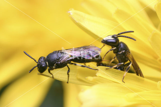 White-faced Bee (Hylaeus communis)