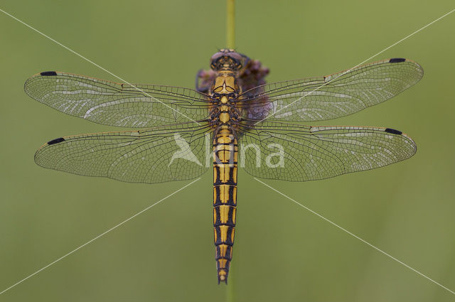 Black-tailed Skimmer (Orthetrum cancellatum)