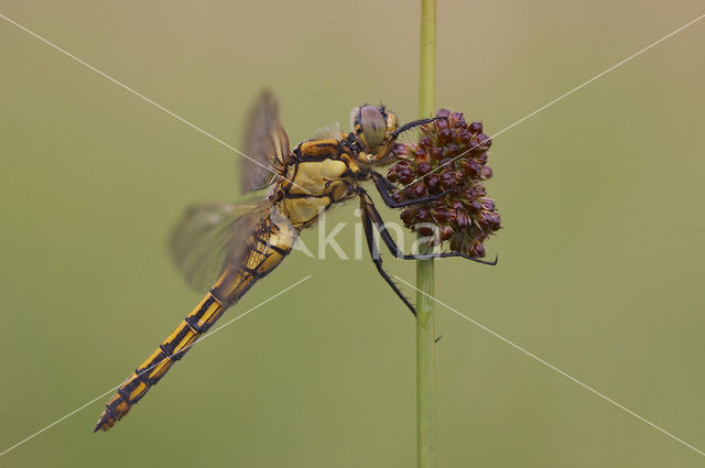 Gewone oeverlibel (Orthetrum cancellatum)