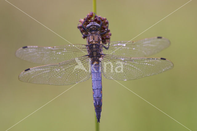 Gewone oeverlibel (Orthetrum cancellatum)