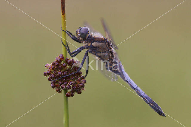 Black-tailed Skimmer (Orthetrum cancellatum)