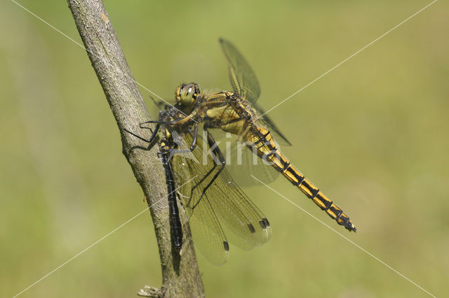 Gewone oeverlibel (Orthetrum cancellatum)