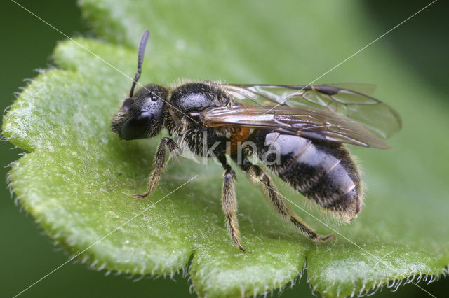 Gewone oliekever (Meloe proscarabaeus)