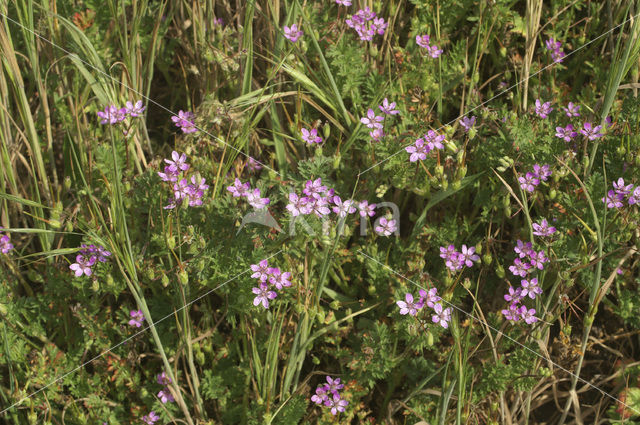 Gewone reigersbek (Erodium cicutarium)