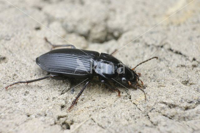 ground beetle (Anisodactylus binotatus)