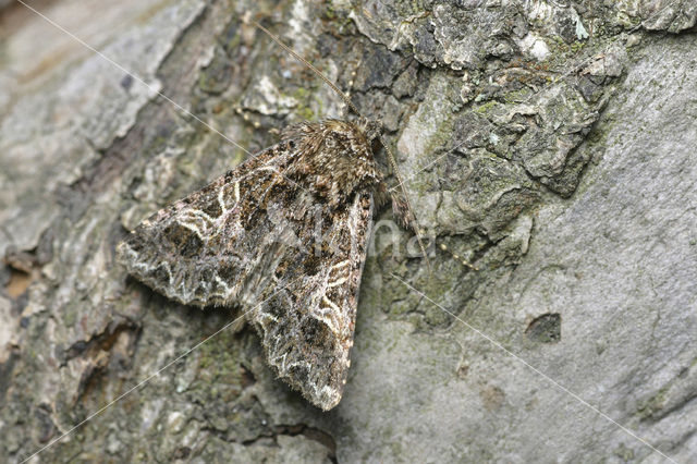 The Lychnis (Hadena bicruris)