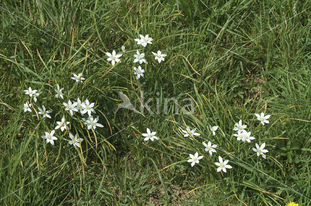 Common star of Bethlehem (Ornithogalum umbellatum)