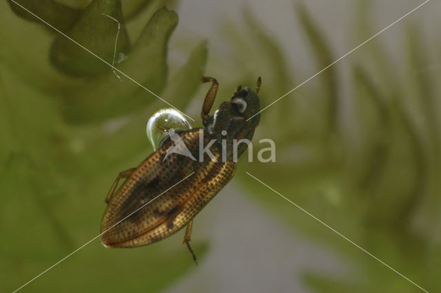 Gewone weerschijntreder (Helophorus brevipalpis)