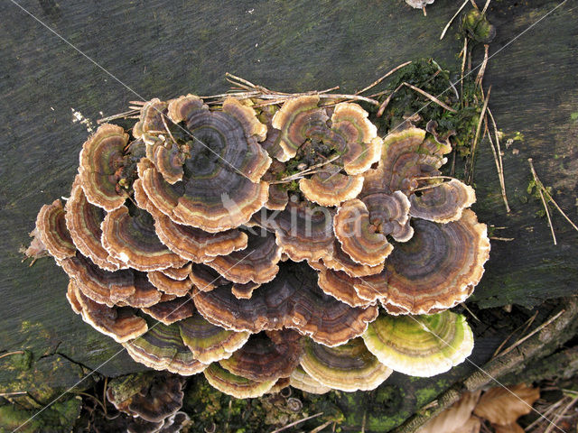 Gewoon elfenbankje (Trametes versicolor)