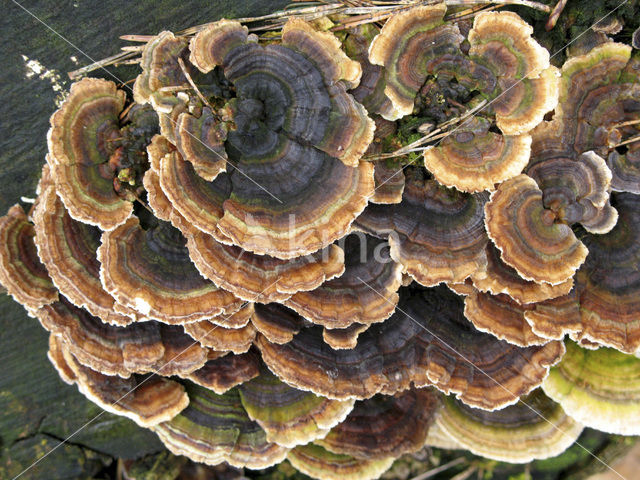 Gewoon elfenbankje (Trametes versicolor)