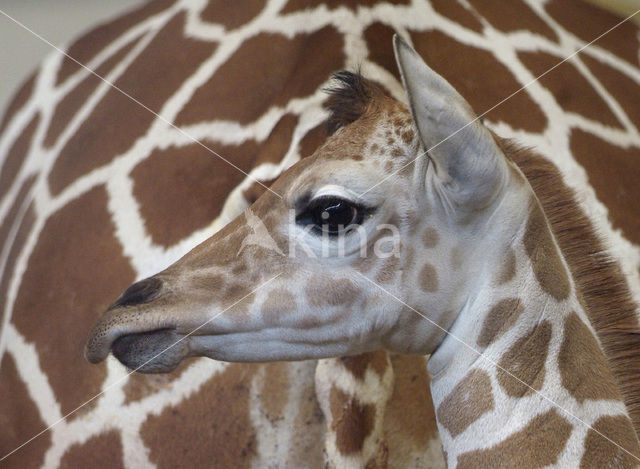 Giraffe (Giraffa camelopardalis)