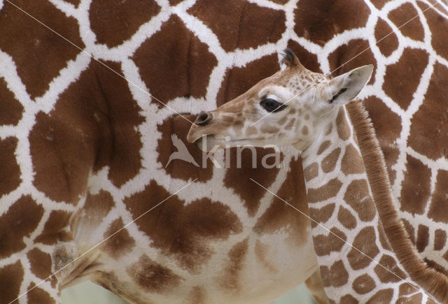 Giraffe (Giraffa camelopardalis)