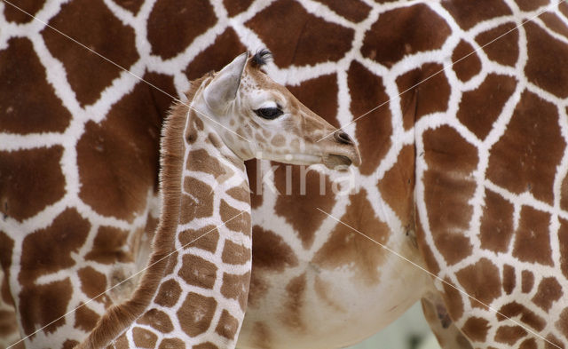 Southern giraffe (Giraffa camelopardalis)