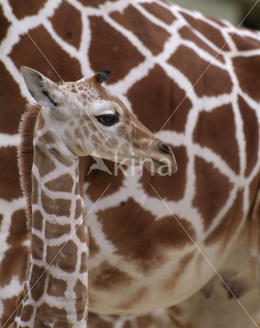 Southern giraffe (Giraffa camelopardalis)